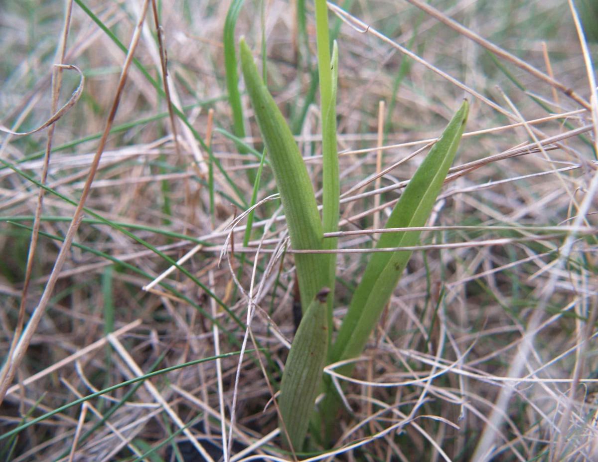 Orchid, Early Fly leaf